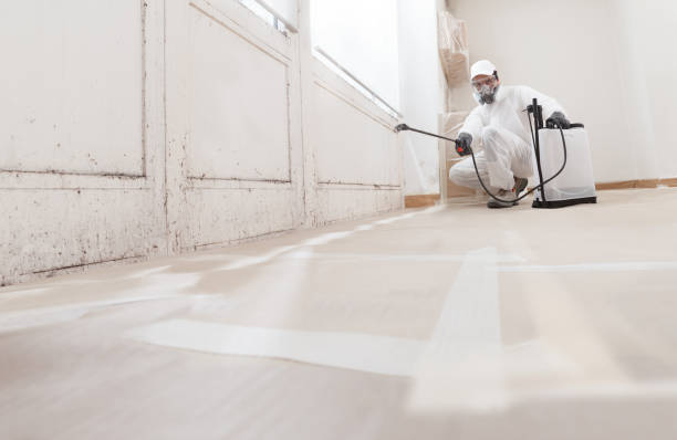 Black mold remediation team in Manassas