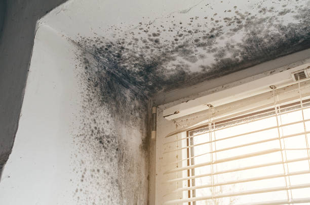 Mold Removal service in Manassas